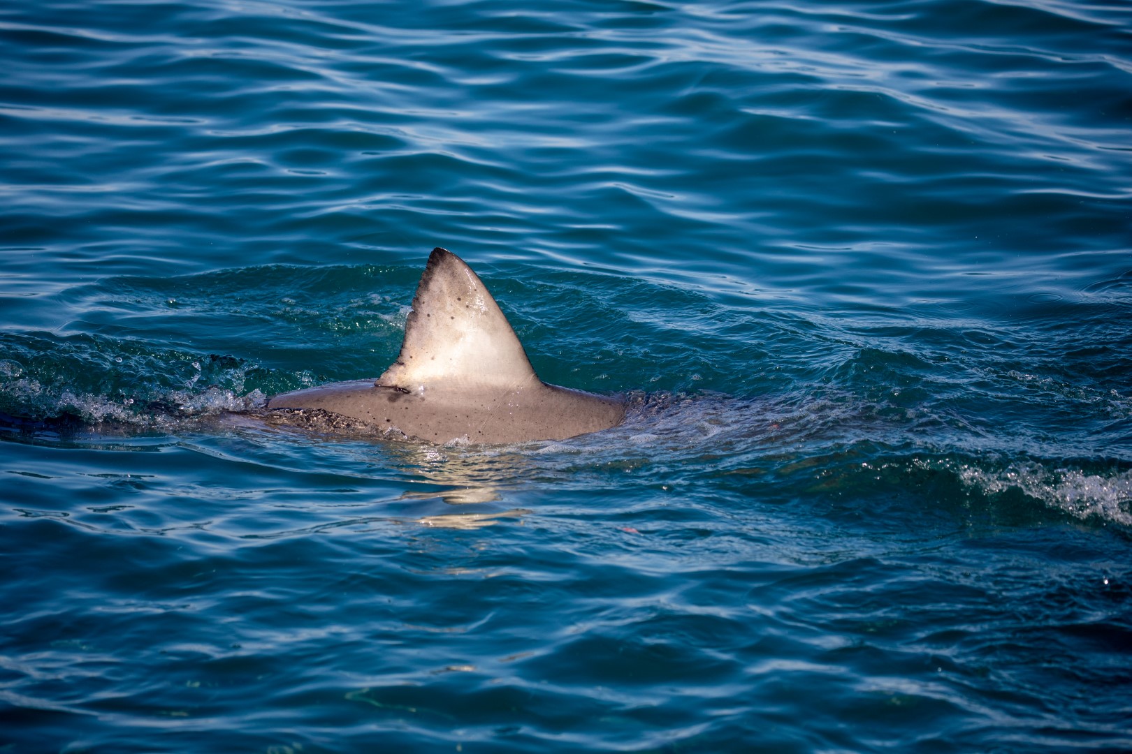 Ailerons de requin dans l'eau de Gansbaai avec dynamique océanique