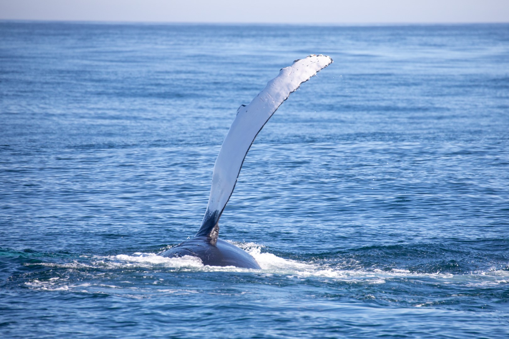 Une baleine montrant ses nageoires à Gansbaai avec la dynamique océanique 