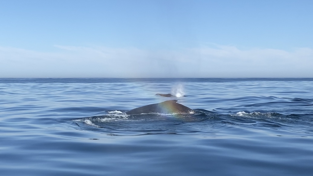 Baleines et dynamique des océans à Gansbaai
