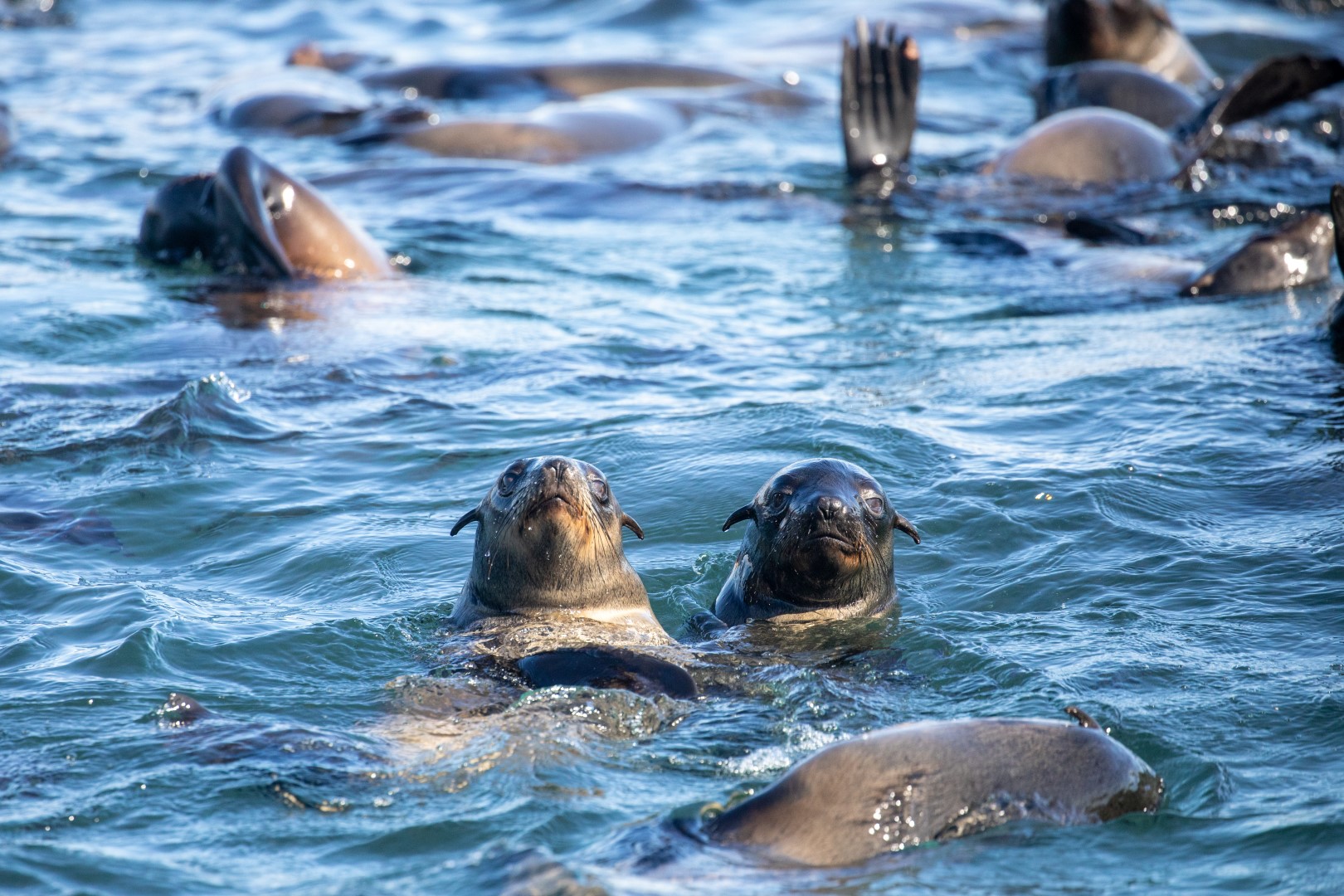 Cape Seals lors d'une croisière en hors-bord océanique