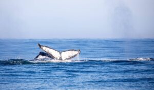 L'ère des baleines dans la dynamique des océans