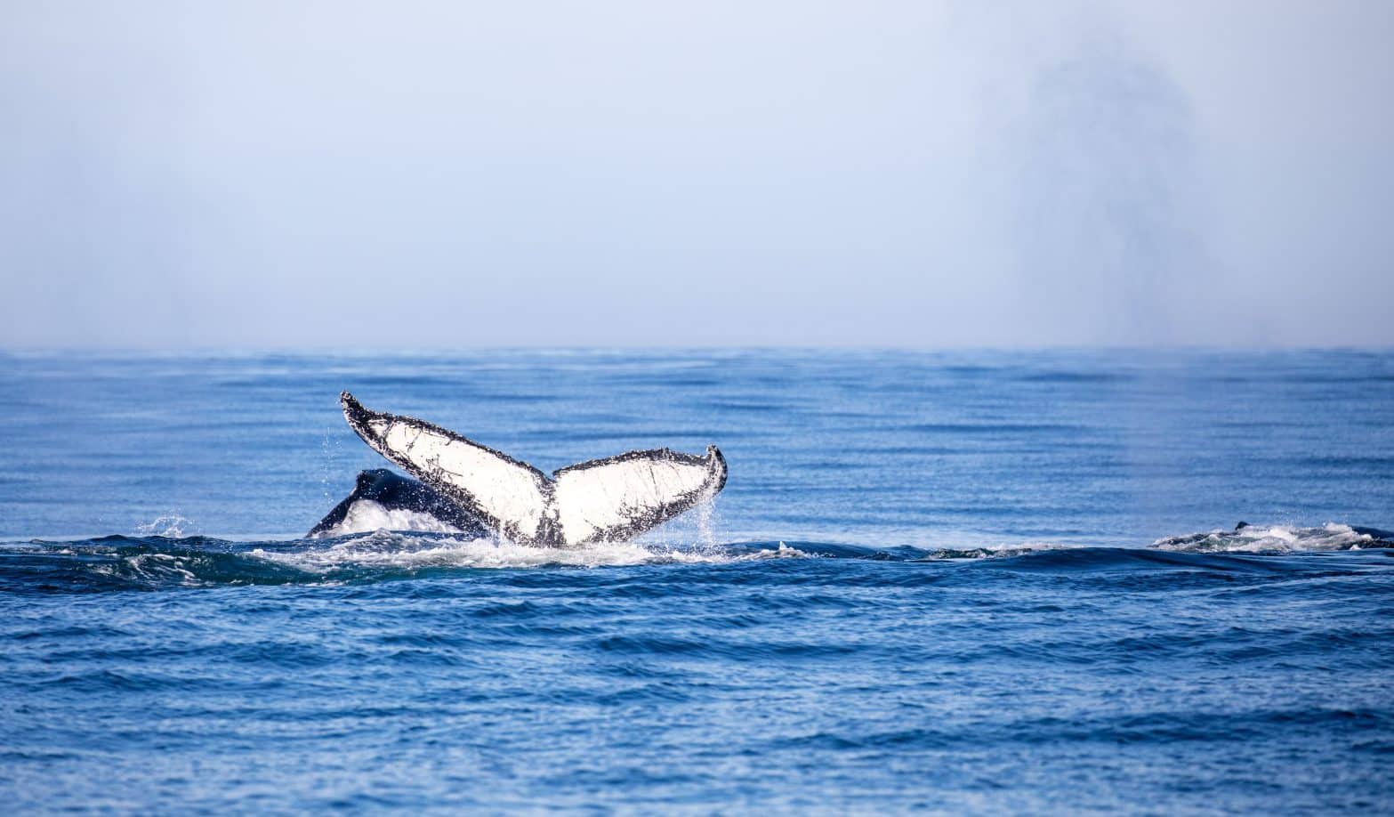 L'ère des baleines dans la dynamique des océans
