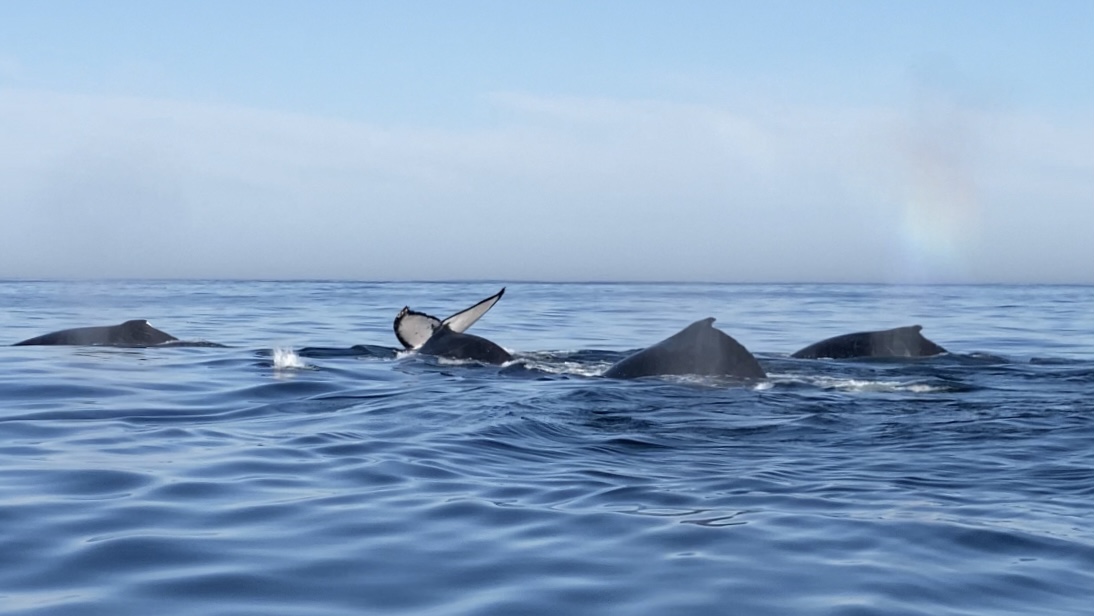 Groupes de baleines dans l'océan de Gansbaai